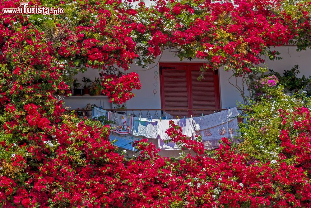 Immagine Un balcone impreziosito da profumati fiori rossi sull'isola di Tino, Grecia.