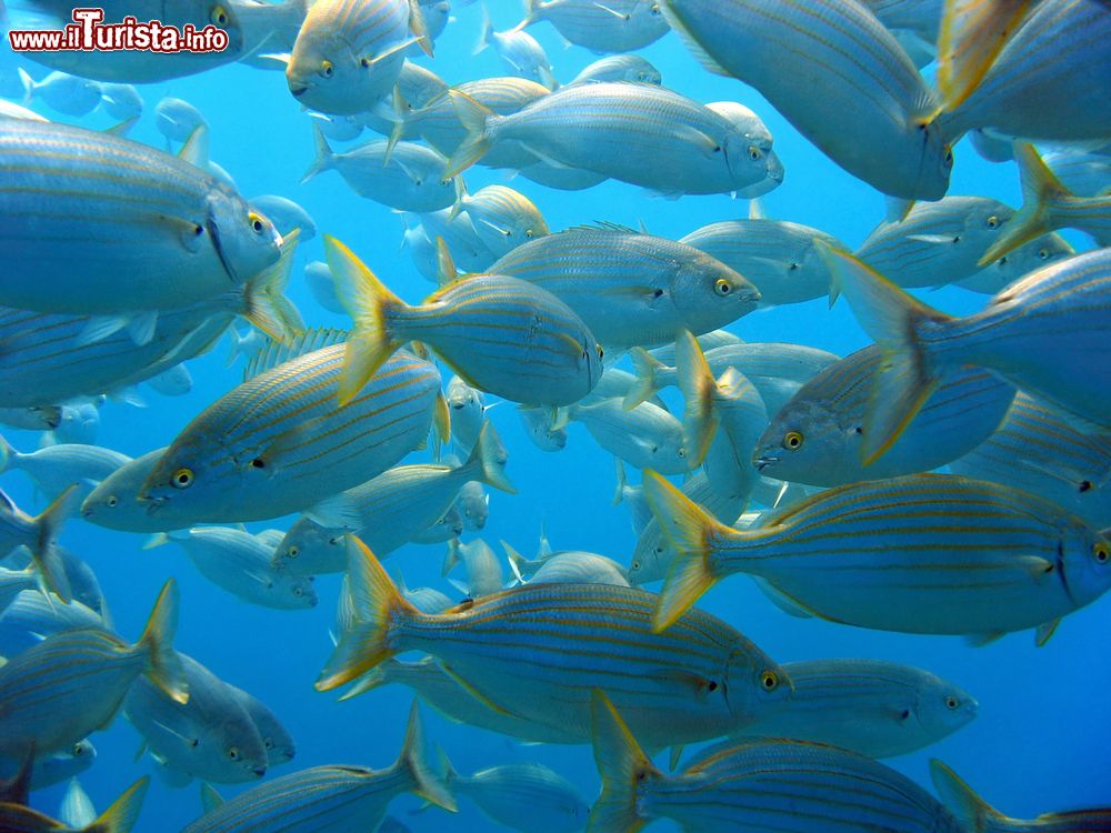 Immagine Un banco di pesci della specie Salema Porgy al largo di Port Cros, Costa Azzurra, Francia. Chiamato anche pesce dei sogni, questa sorta di orata, facilmente riconoscibile per le strisce che ne attraversano il corpo, pare abbia caratteristiche allucinogene per via delle linee dorate.