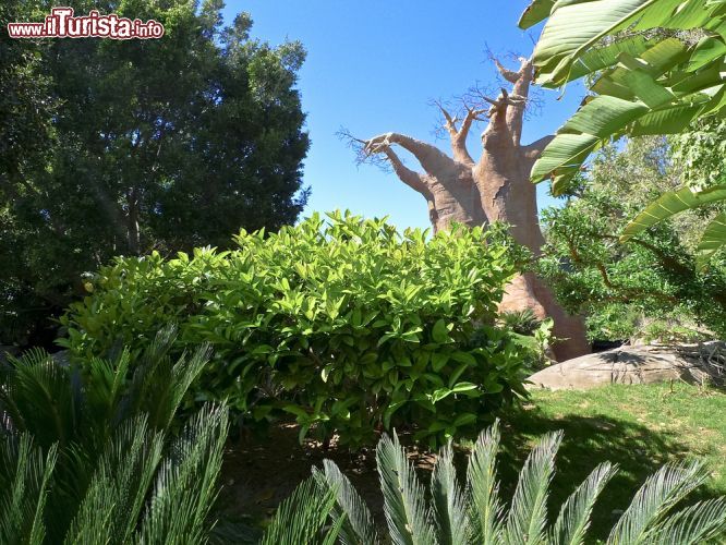 Immagine Un baobab al Bioparc Fuengirola, Spagna. Questo zoo situato in Avenida de Camilo José Cela è dedicato integralmente alla conservazione delle specie tropicali principalmente di Asia e Africa. E' stato inaugurato nel 1978 e ristrutturato una ventina di anni più tardi - © David Salcedo / Shutterstock.com