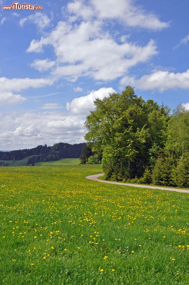 Immagine Un bel paesaggio naturale nei pressi di Isny im Allgau, Germania. Siamo nel land del Baden-Wurttemberg nella regione dell'Algovia. Qui la natura tedesca si fa sentire in tutta la sua imponenza.