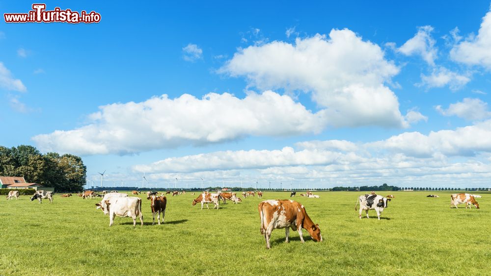 Immagine Un bel paesaggio rurale olandese con campi verdi e mucche al pascolo, provincia di Flevoland, Paesi Bassi.