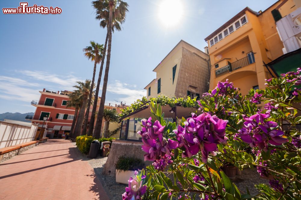 Immagine Un bel panorama del centro di Laigueglia (Savona), Liguria. Questa località balneare incanta i visitatori anche per il dedalo di carruggi tortuosi e di case dai colori pastello.