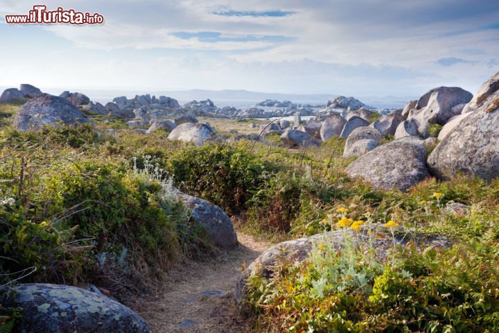 Immagine Un bel sentiero sull'isola di Lavezzi tra fiori e rocce, Corsica.