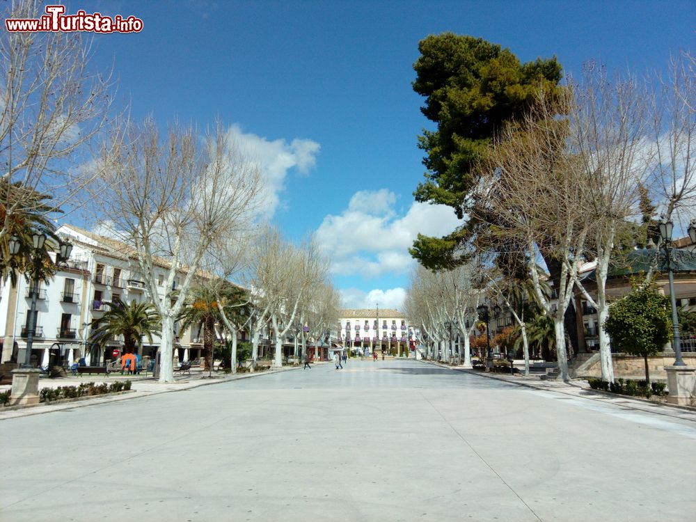 Immagine Un bel viale alberato nella città di Baeza, Spagna. Ai lati, antichi palazzi in stile rinascimentale.