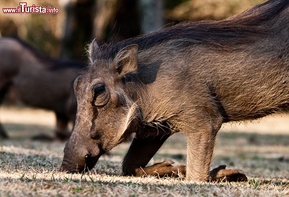 Immagine Un bell'esemplare di facocero in un parco dello Swaziland, Africa. Il Phacochoerus africanus è un mammifero della famiglia dei suidi che vive principalmente nelle boscaglie e nelle savane africane.