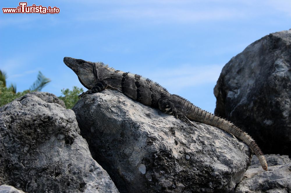 Immagine Un bell'esemplare di iguana si riposa sui massi a Puerto Aventuras, Yucatan, Messico.