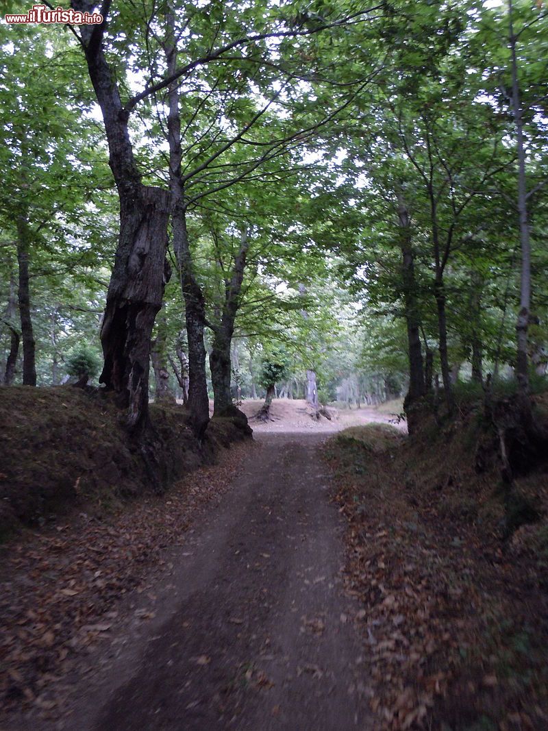 Immagine Un bosco di Roccamonfina: qui sono abbondanti gli alberi di castagne - © Ursula iris - CC BY 3.0, Wikipedia