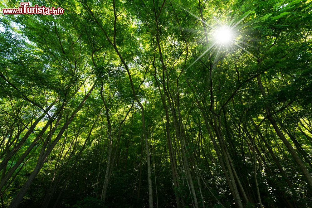 Immagine Un bosco fotografato in estate a  Levico Terme, in Trentino Alto Adige