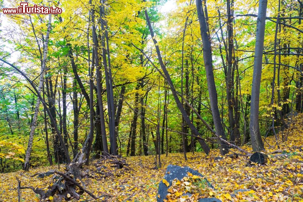 Immagine Un bosco tra le montagne di Villar Focchiardo vicino a Torino, in Piemonte. La zona è celebre per i suoi castagneti e la sagra del Marrone che si svolge ogni anno ad ottobre