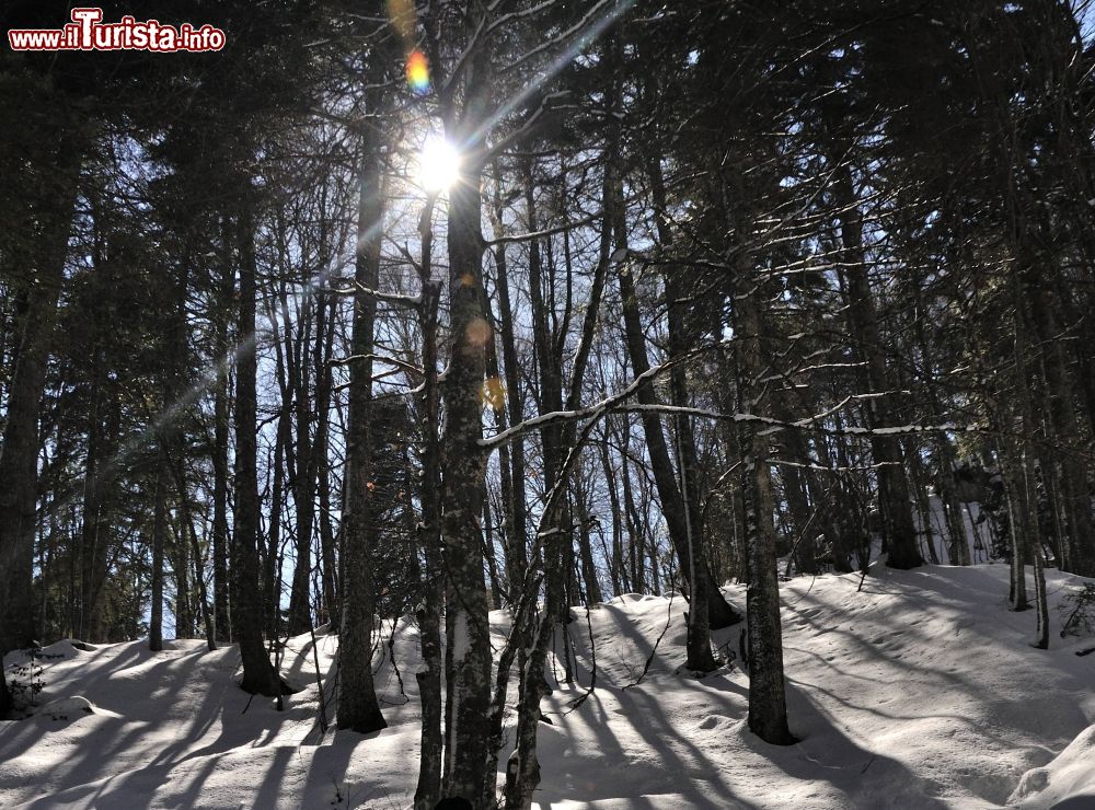 Immagine Un bosco vicino a Pescopennataro in inverno, Molise.