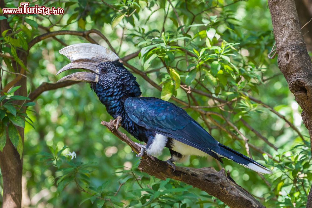 Immagine Un bucero guanceargentate alla riserva naturale del lago Manyara, Tanzania. E' caratterizzato da un becco vistoso dalla tipica forma a corno di bue.