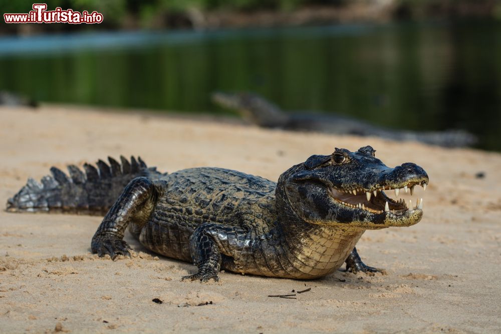 Immagine Un caimano attraversa la spiaggia per raggiungere il fiume Cuiaba, Mato Grosso, Brasile.