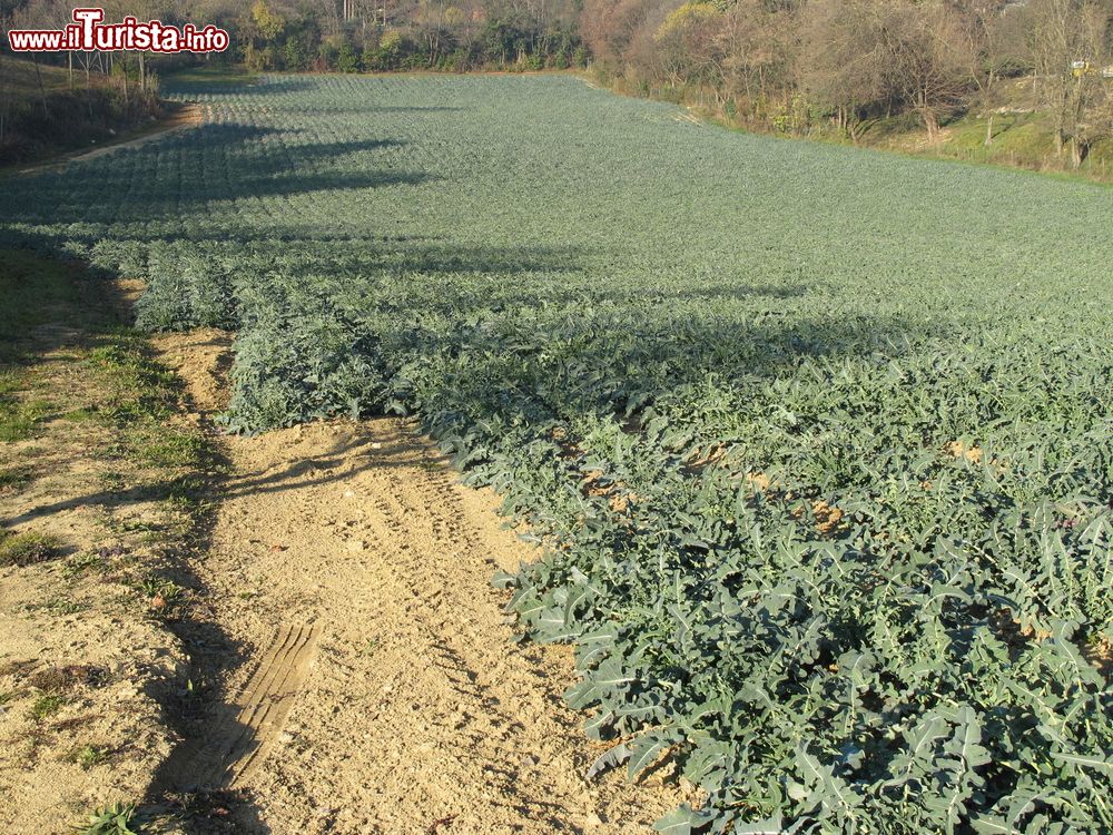 Immagine Un campo di Broccolo fiolaro, una coltivazione tipica delle campagne di Creazzo