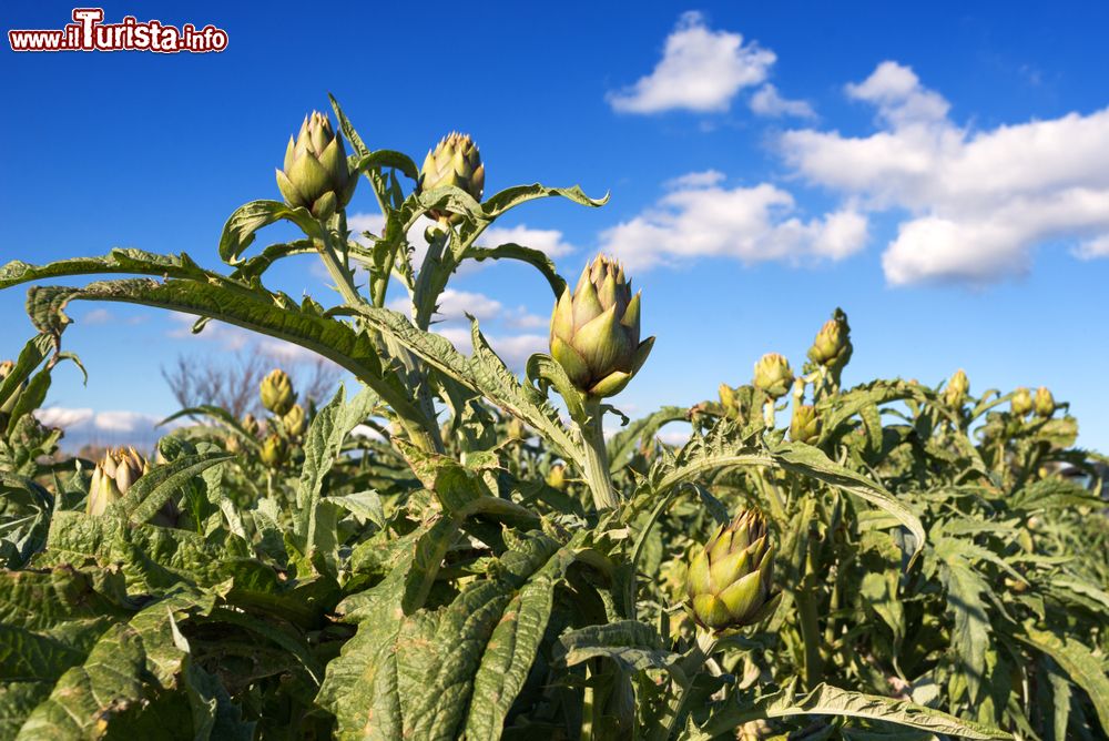 Sagra del Carciofo Masainas