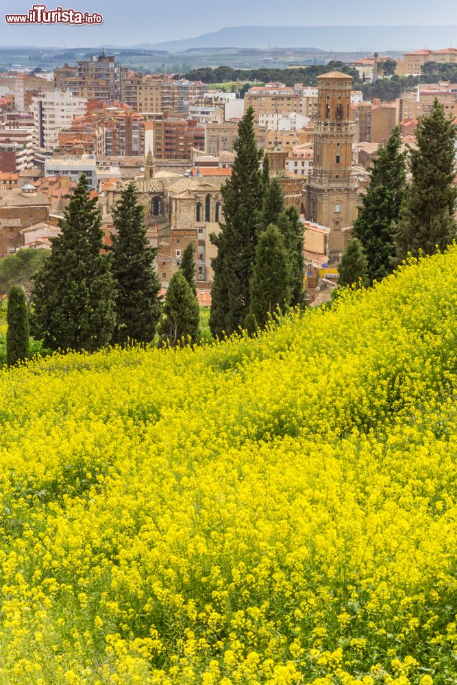 Immagine Un campo di fiori di colza nella campagna di Tudela, Spagna. Sullo sfondo, la cattedrale di Santa Maria. 