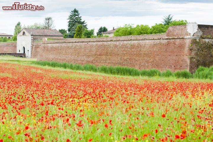 Immagine Un campo di fiori e le mura di cinta di Sabbioneta - in questa immagine possiamo vedere una porzione dell'imponente cinta muraria costruita intorno alla cittadina di Sabbioneta e, in particolare, la famosa Porta Imperiale, costruita nella porzione est delle mura verso la ine del XVI secolo. - © PHB.cz (Richard Semik) / Shutterstock.com