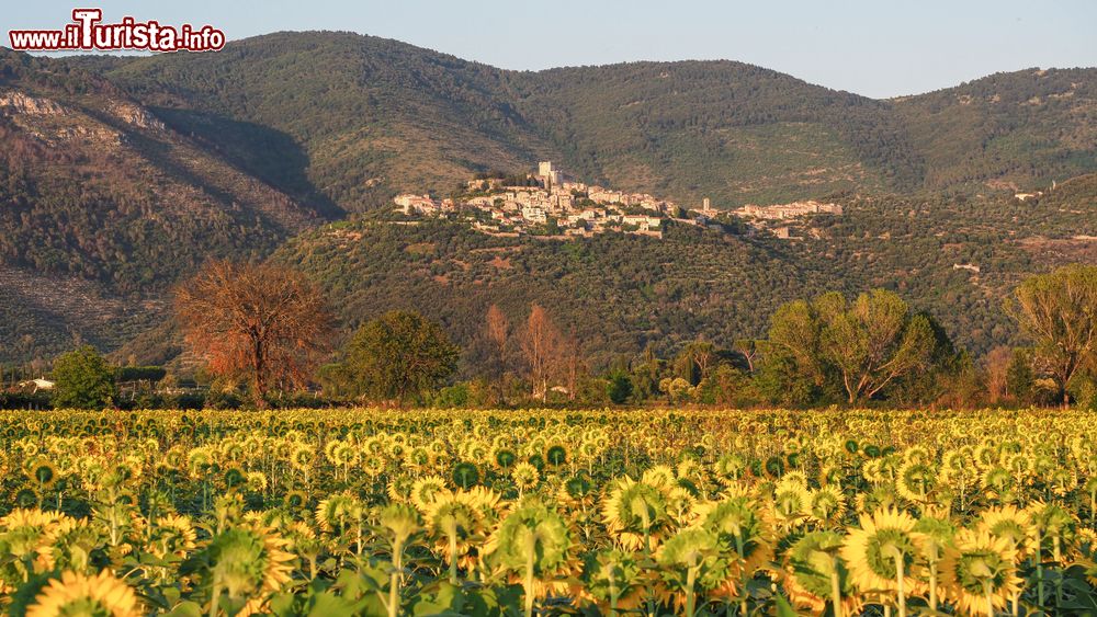 Immagine Un campo di girasoli al tramonto fotografati a Sermoneta, Lazio, in estate.