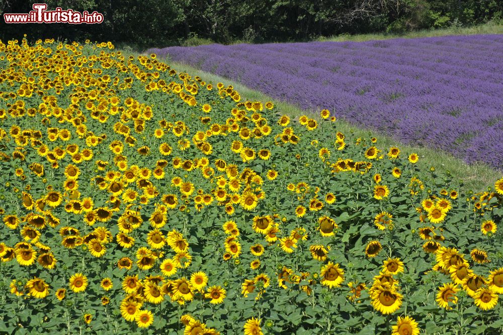 Immagine Un campo di girasoli e lavanda vicino a Valreas in Provenza