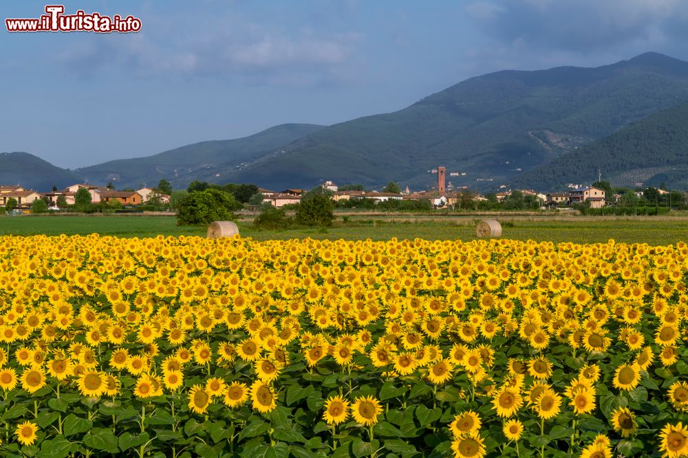 Immagine Un campo di girasoli in estate in Toscana, sullo sfondo Bientina di Pisa