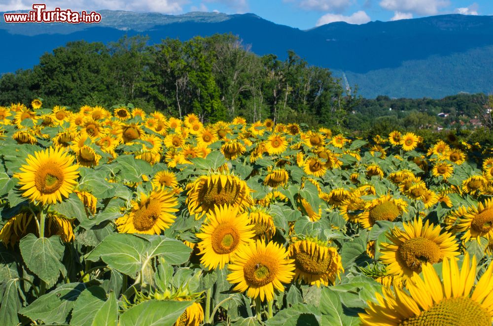 Immagine Un campo di girasoli nei pressi di Ferney-Voltaire, Francia. Sullo sfondo, i monti Jura.