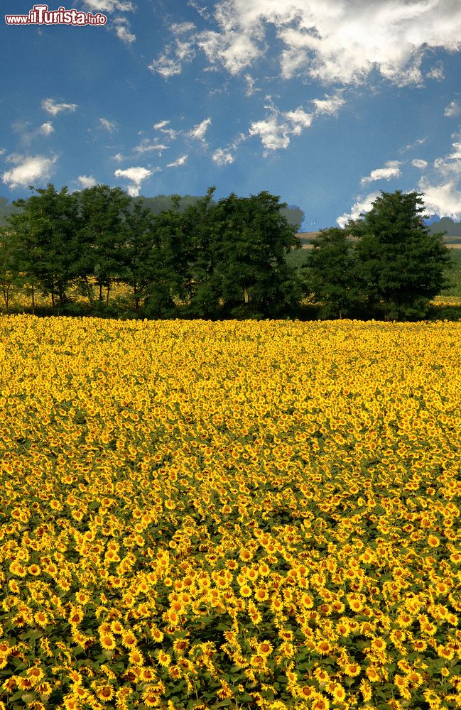 Immagine Un campo di girasoli nelle campagne di Zibello in provincia di Parma