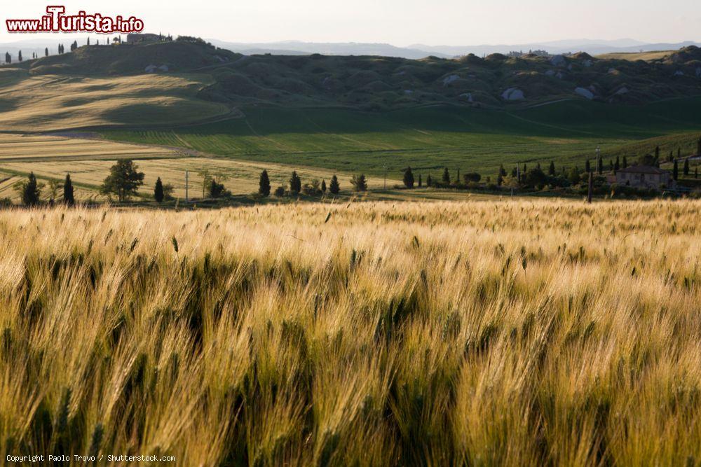 Immagine Un campo di grano dorato fotografato a Asciano, Toscana, all'imbrunire (Toscana) - © Paolo Trovo / Shutterstock.com