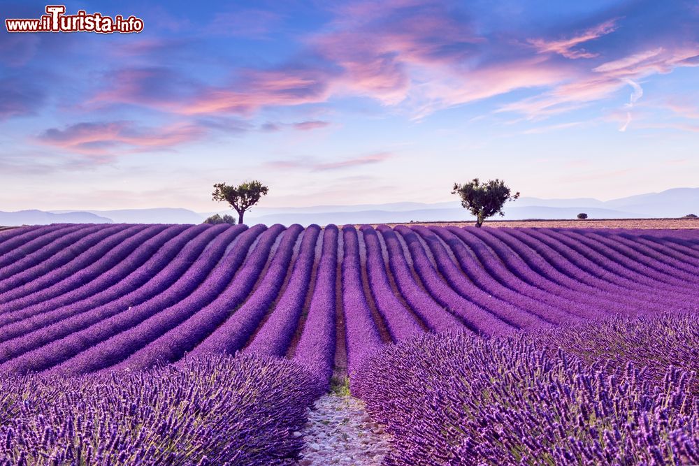 Immagine Un campo di Lavanda della Provenza: siamo vicino a Valensole nel sud della Francia