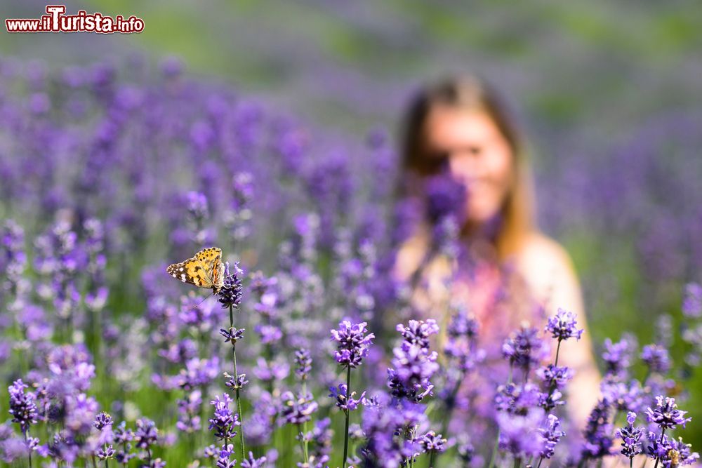 Immagine Un campo di Lavanda nella zona di Andonno di Valdieri in Piemonte