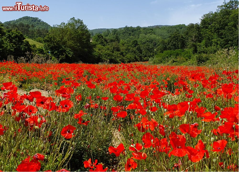 Immagine Un campo di papaveri in fiore nel Mugello, vicino a Borgo San Lorenzo in Toscana