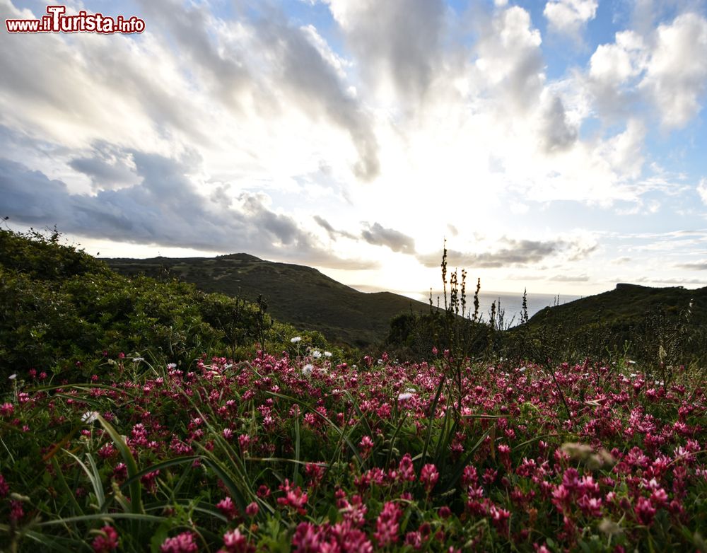 Immagine Un campo fiorito a Gonnesa, regione dell'Iglesiente (Sardegna). Protagonista dell'epopea mineraria, questa località nel sud-ovest del paese, è attorniata da splendide attrazioni naturalistiche.