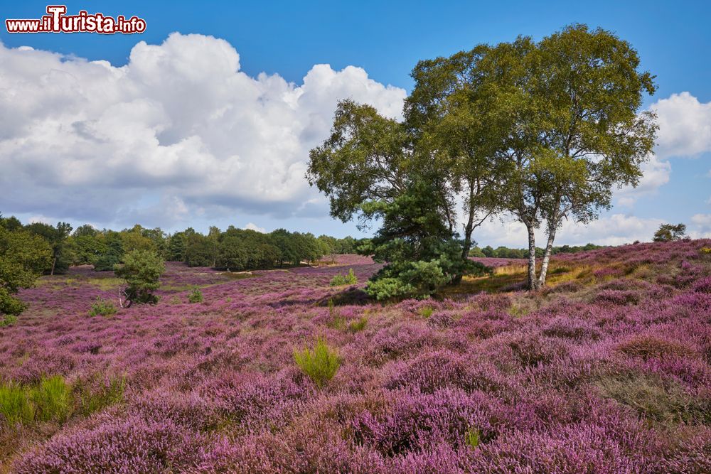 Immagine Un campo fiorito a Mookerheid nei pressi di Nijmegen e Molenhoek, Olanda. Siamo nella provincia del Limburgo. In questa zona, nel 1574 ci fu una grande battaglia fra olandesi e spagnoli.
