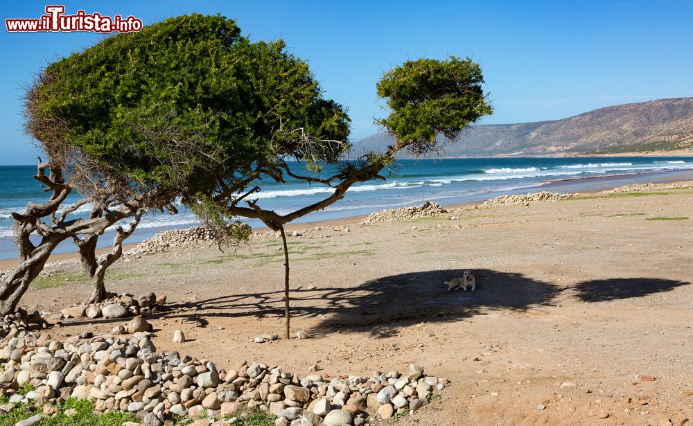 Immagine Un cane all'ombra di un albero lungo la costa nei pressi di Taghazout, Marocco. Qui, fra l'altro, si possono ammirare splendidi tramonti e albe che riflettono i loro colori sulle acque dell'Atlantico.