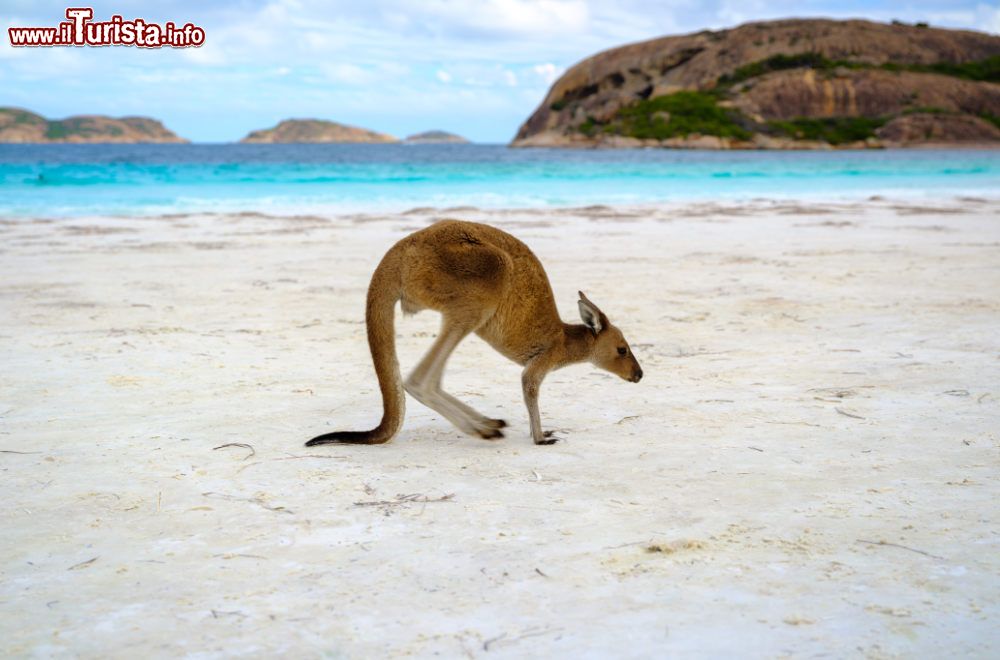 Immagine Un canguro in spiaggia presso il Cape Le Grand National Park, Western Australia - © Tourism Western Australia