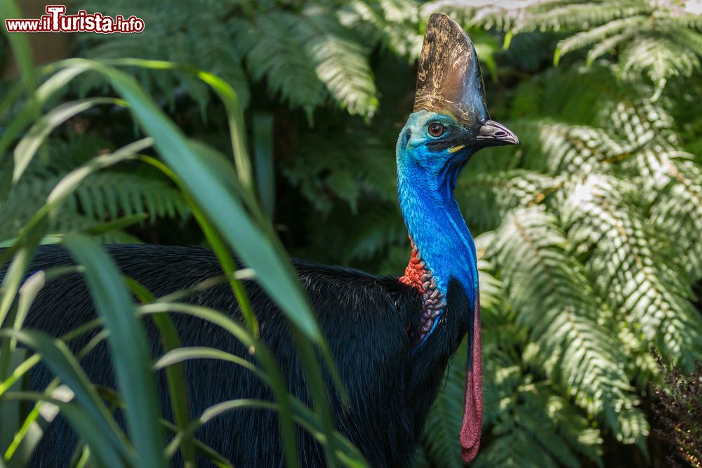 Immagine Un casuario meridionale al parco nazionale di Daintree, Australia. Questo enorme uccello incapace di volare popola la foresta del nord del Queensland e può raggiungere un'altezza di 170 cm e un peso di oltre 60 kg. Il suo nome deriva da un termine papuasico che significa "testa cornuta". Il piumaggio è molto simile a quello dello struzzo.