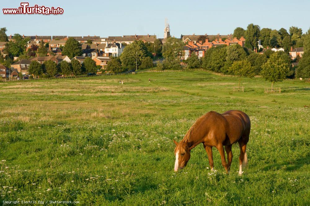 Immagine Un cavallo bruca l'erba a West Common a Lincoln, Inghilterra. Quest'area, che un tempo ospitava l'ippodromo cittadino, è stata dichiarata di fondamentale importanza per la conservazione della natura - © Electric Egg / Shutterstock.com