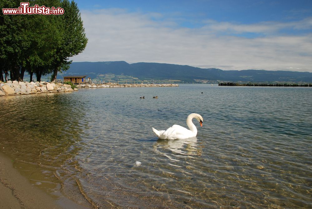 Immagine Un cigno e papere selvatiche nelle acque del lago di Neuchatel, Svizzera.