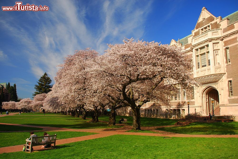 Immagine Un ciliegio in fiore al campus dell'università di Washington a Seattle (USA).