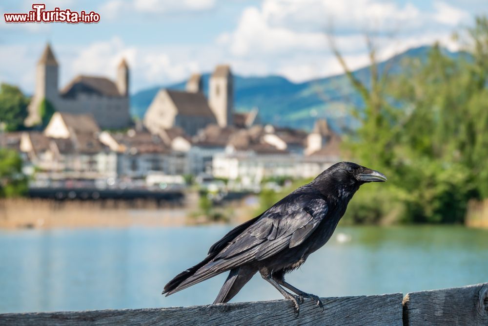 Immagine Un corvo con il castello di Rapperswil-Jona sullo sfondo, lago Superiore di Zurigo, Svizzera.