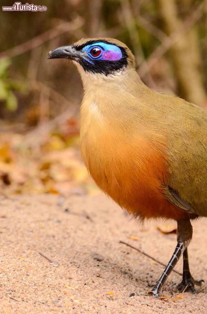 Immagine Un cua gigante nel Parco Nazionale di Zombitse-Vohibasia, Madagascar. Appartiene alla famiglia dei Cuculidi ed Ã¨ endemico del Madagascar.