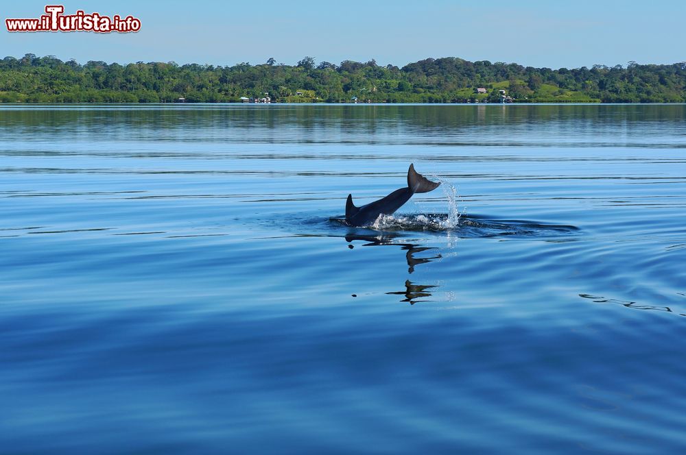 Immagine Un delfino si immerge nell'acqua calma della baia del Delfino, arcipelago di Bocas del Toro, Panama. Le isole sono immerse in acque cristalline e azzurre tipiche dei Caraibi.