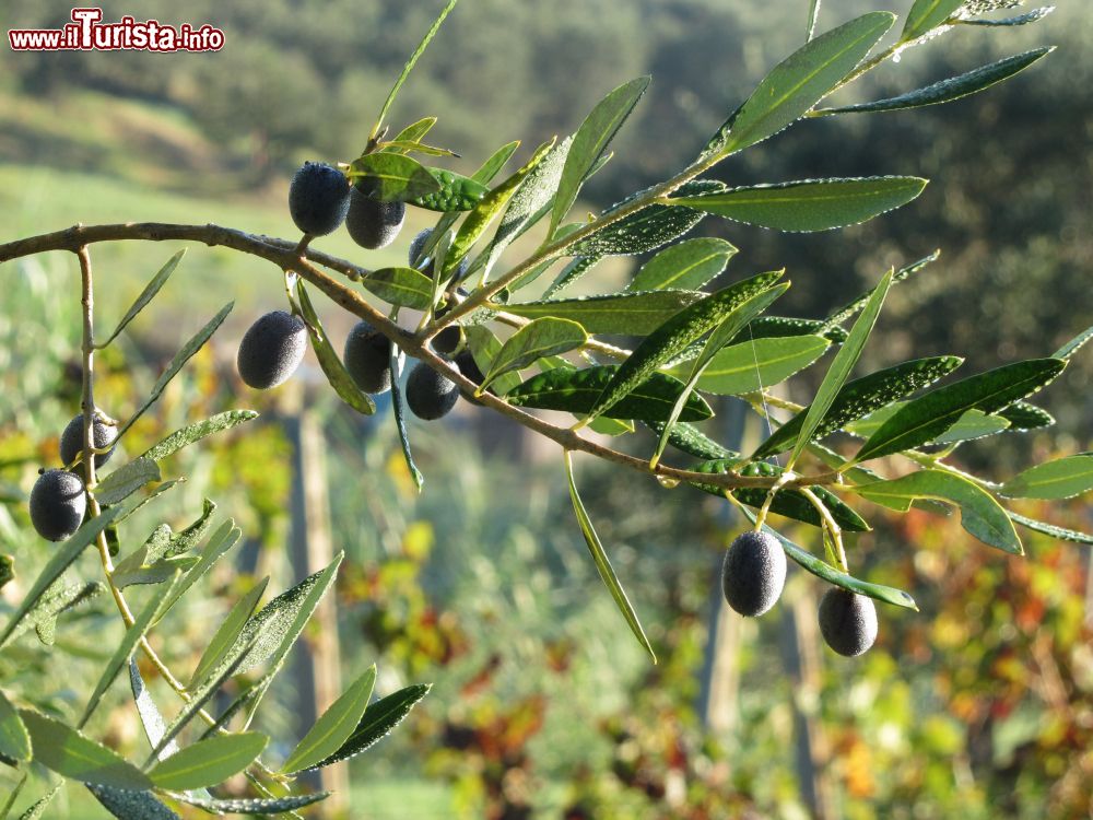Immagine Un dettaglio degli ulvi nelle campagne di Uliveto Terme in Toscana