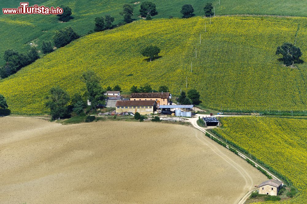 Immagine Un dettaglio delle campagne che circondano Camerino