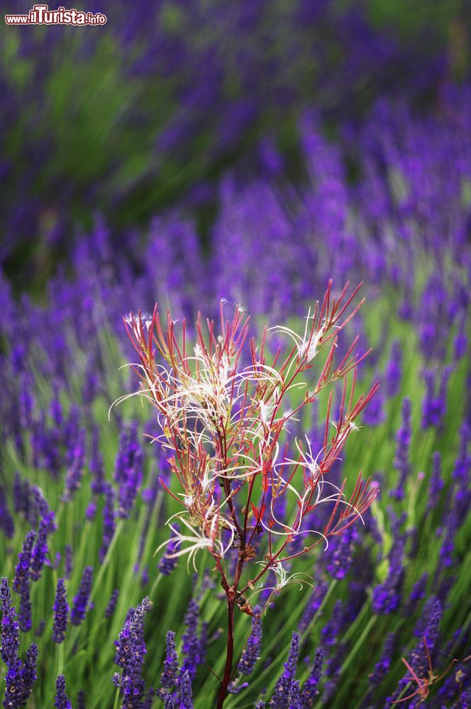 Immagine Un dettaglio di un campo di Lavanda a Valreas in Francia