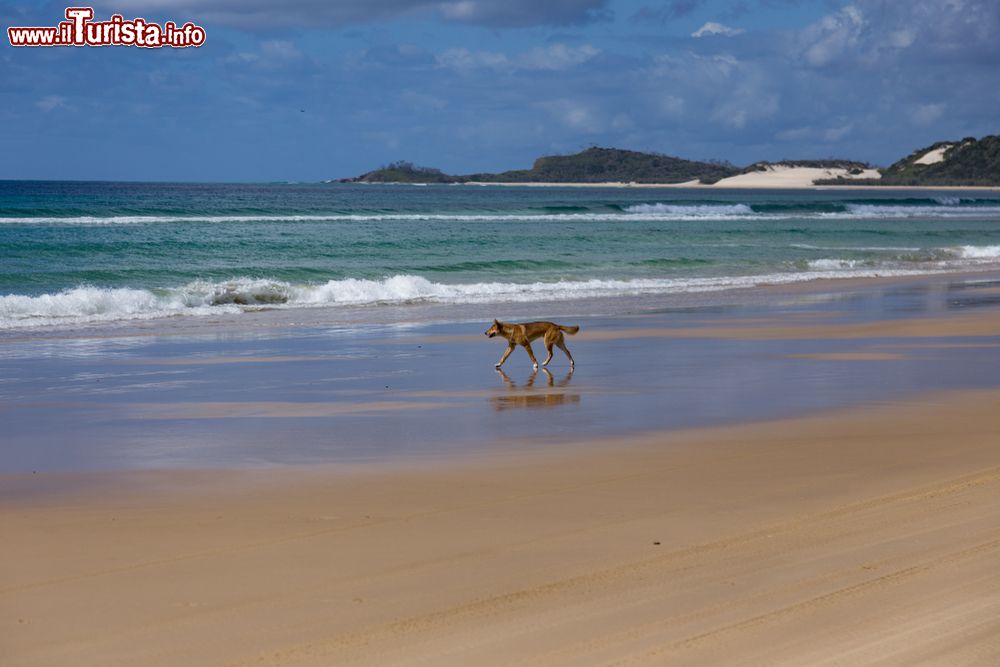 Immagine Un dingo su una spiaggia a Fraser Island, siamo nel Queensland in Australia