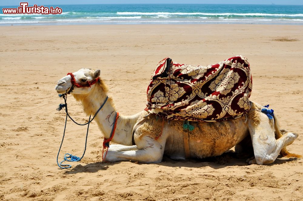 Immagine Un dromedario si riposa sulla spiaggia di sabbia di Taghazout, Marocco. Chi lo desidera, spesso a pochi dirham, può salire in groppa a uno di questi simpatici animali e passeggiare lungo la spiaggia.