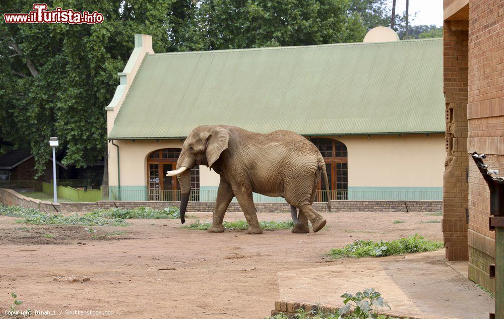 Immagine Un elefante al National Zoological Gardens di Pretoria, Sudafrica. Si estende su una superficie di 85 ettari e comprende, fra gli altri, rettilario, acquario e collezione di alberi esotici - © Dinah_1 / Shutterstock.com