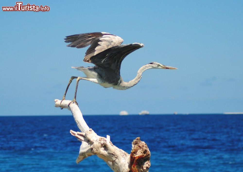 Immagine Un esemplare di airone cenerino spicca in volo da un ramo, spiaggia di Maafushi, Maldive.