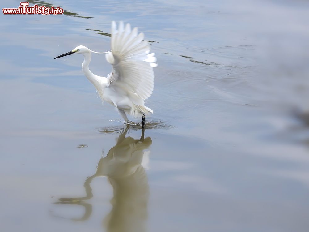 Immagine Un esemplare di ardeide sulle rive del fiume Chaopraya nella provincia di Nonthaburi, Thailandia.