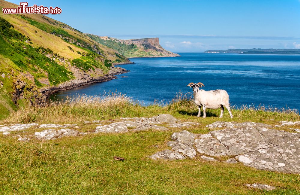 Immagine Un esemplare di ariete sulla costa dell'isola di Rathlin, Irlanda de Nord.