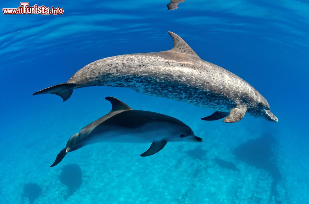 Immagine Un esemplare di delfino atlantico con il suo cucciolo nelle acque di Bimini, arcipelago delle Bahamas.